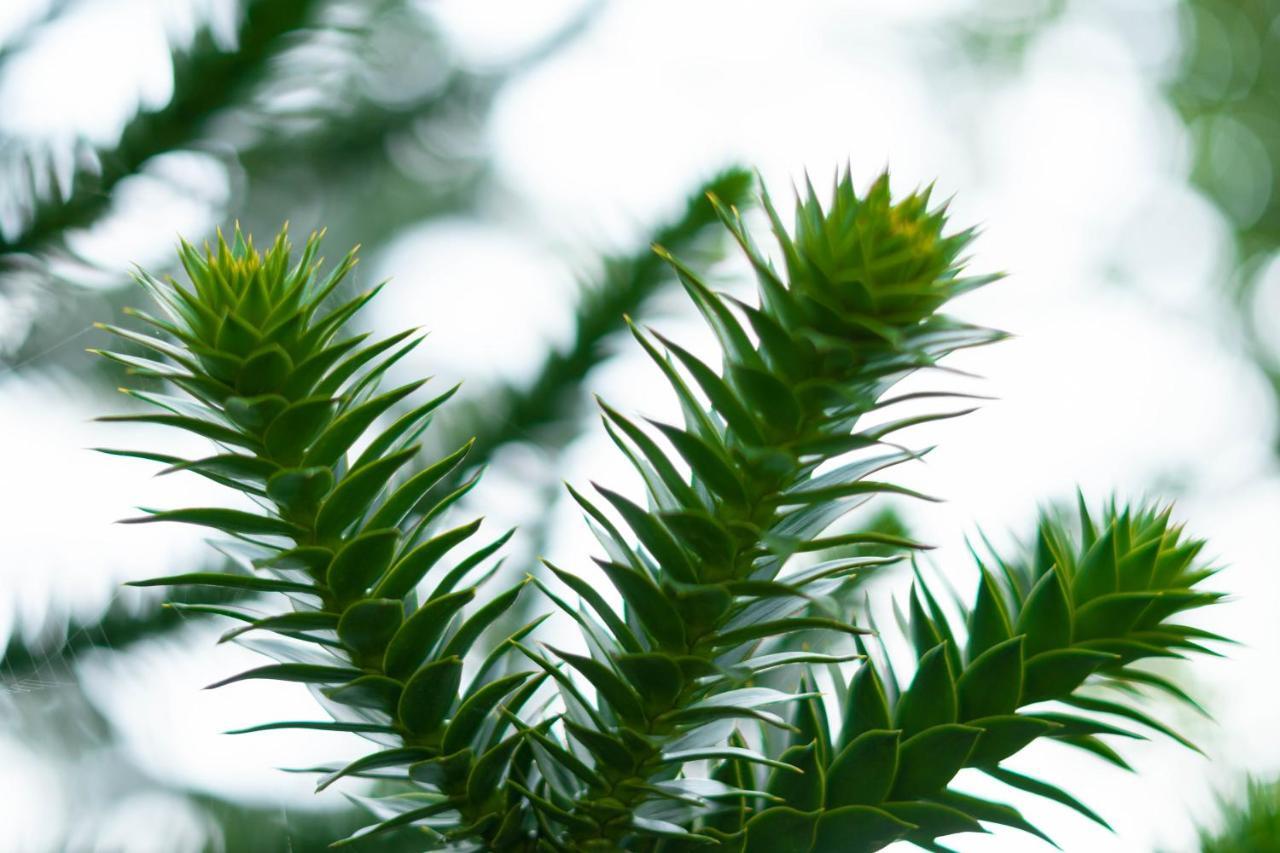 Le Gite Araucaria Le Tilleul Екстериор снимка